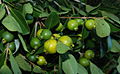 Yellow-fruited cherry guava, (sometimes called lemon guava) Psidium littorale var. littorale