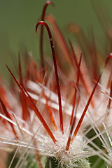 Mammillaria rekoiの返しのついた棘