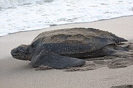 Photo d'une tortue luth quittant une plage, très probablement après avoir pondu des œufs.