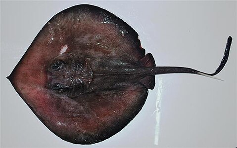 A deepwater stingray, which can reach up to 2.7 m × 1.5 m (8 ft 10 in × 4 ft 11 in) in size.