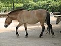 Przewalski's horse,wa nîmûneyê mayî ji haspê bejî ku nema werê kedî kirin.