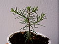 Riesenmammutbaum, 9 Monate altes Baeumchen :)