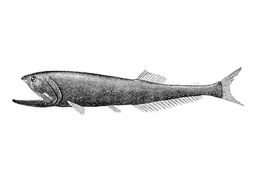 Mesopelagic bristlemouths may be the most abundant vertebrates on the planet, though little is known about them.[63]