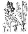 Solidago simplex subsp. randii var. randii