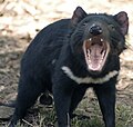 Quỷ Tasmania vừa ăn xác thối vừa là kẻ săn mồi kinh hãi