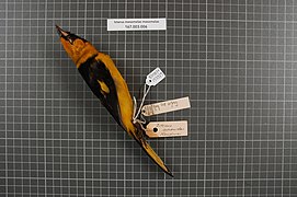 Naturalis Biodiversity Center - RMNH.AVES.153375 1 - Icterus mesomelas mesomelas (Wagler, 1829) - Icteridae - bird skin specimen.jpeg