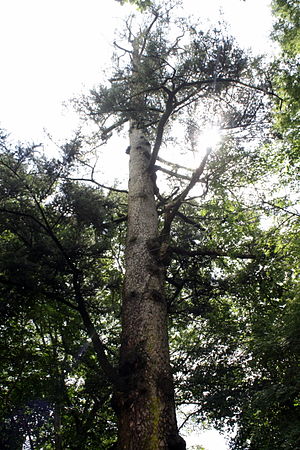 화순 만연사 들머리에 서 있는, 800년 된 전나무(2009년 8월)