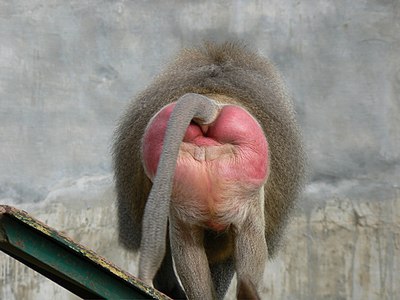 Baboon hindquarters illustrating ischial callosities