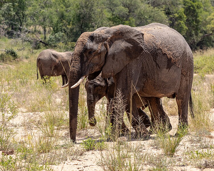 File:Kruger National Park (ZA), Elefanten -- 2024 -- 0592.jpg