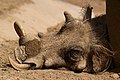 31. Pihenő sáros varacskos disznó egy forró napon a San Diegó-i állatkertben, Kaliforniában (javítás)/(csere)