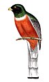 Trogon mexicanus is known as the Mexican flag bird because it resembles the colors on the Mexican flag.