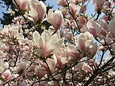 Blommn van Magnolia × soulangeana
