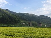 Bai-Jiguan-Teefelder im Wuyi Shan, 2017