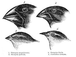 Sự tách biệt địa lý của những con chim sẻ ở Quần đảo Galápagos sinh ra trên một chục loài mới khác nhau.