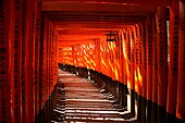 Senbon torii at Fushimi Inari-taisha