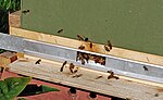 Fluster på en modern bikupa.