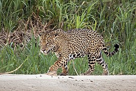 Jaguar (Panthera onca palustris) male Three Brothers River 2