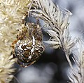 Gartenkreuzspinne, Weibchen, im Käfertaler Wald