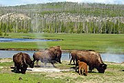 Amerikaanse bisons (Bison bison)