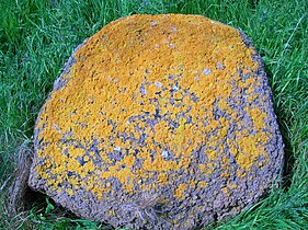lichen (Caloplaca marina) lithophite