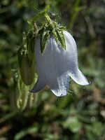 Regelmatige bloem, klokvormig vergroeid (Campanula barbata)