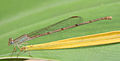 24. A Ceriagrion glabrum fajba tartozó fiatal nőstény légivadász (Dar es-Salaam, Tanzánia). (javítás)/(csere)