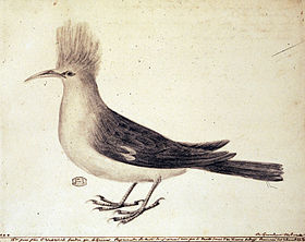 Única ilustração conhecida baseada num modelo vivo, por Paul Jossigny (início da década de 1770).