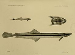 Phtheirichthys lineatus