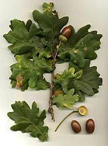 Quercus robur English or Pedunculate Oak
