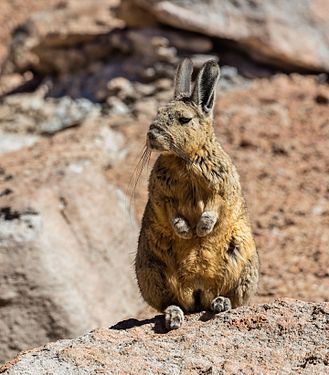 Southern viscacha (Lagidium viscacia), Desert of Siloli, Bolivia.