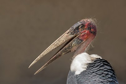 Marabou stork Leptoptilos crumenifer