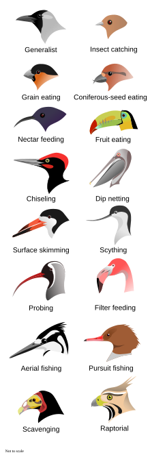 Bird beaks