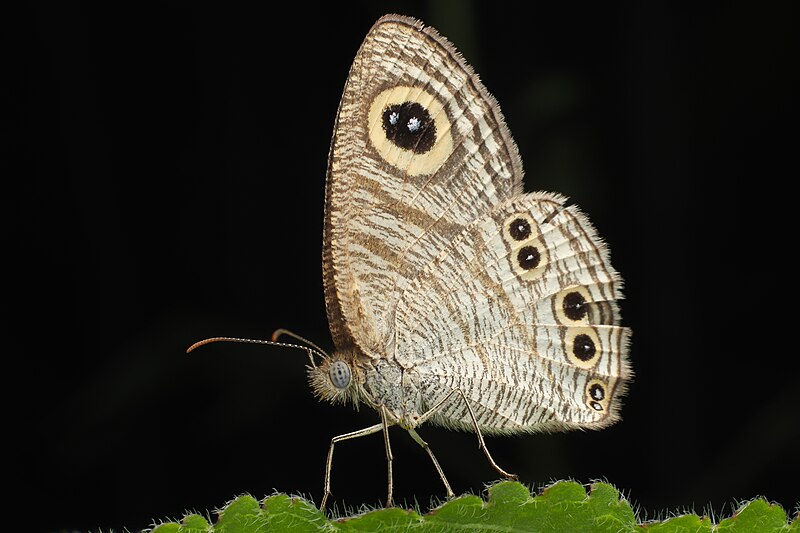 File:Common five ring butterfly.jpg