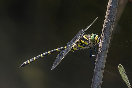 公嘅金輪蜻蜓（Cordulegaster boltonii）