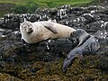 Image 13A common or harbour seal breast-feeding a pup on Skye Credit: Nevit Dilmen