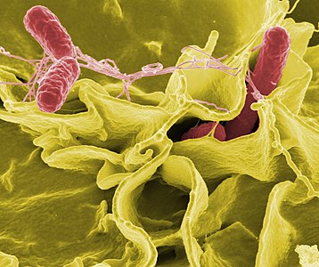 Salmonella typhimurium türü bakteriler (Kaynak:Rocky Mountain Laboratories, NIAID, NIH)