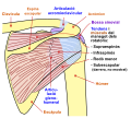 Anatomia de l'articulació de l'espatlla, vista posterior