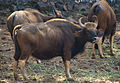 Бондла зоопаркындагы гаур (Һиндстан)