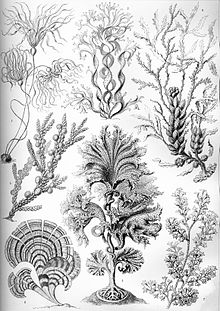 "Fucoideae", úr Kunstformen der Natur e. Ernst Haeckel, 1904