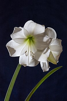 Cultivar branco de Hippeastrum intokazi. (definição 4 000 × 6 000)