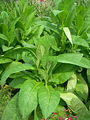 Tabac rustique (Nicotiana rustica)