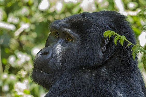 Mountain gorilla - Bwindi Impenetrable National Park Photograph: Thomas Fuhrmann