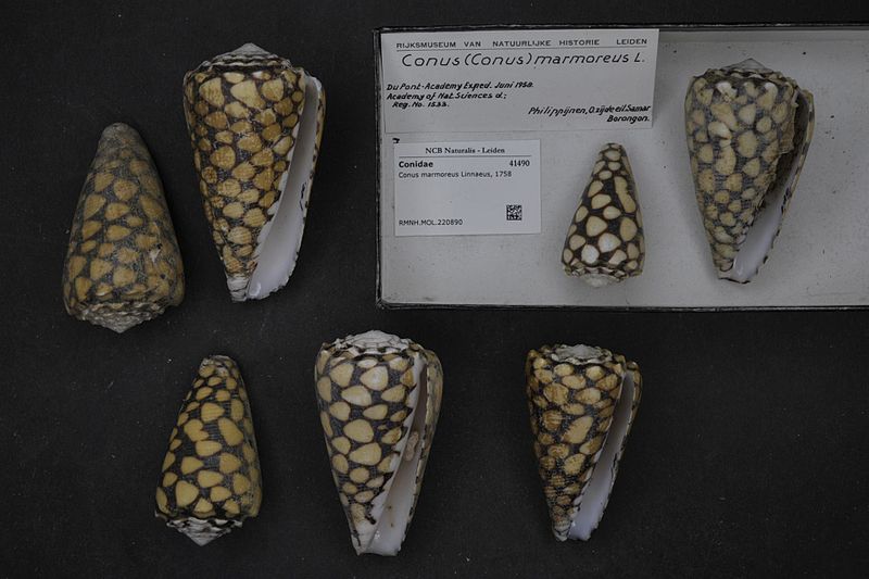File:Naturalis Biodiversity Center - RMNH.MOL.220890 - Conus marmoreus Linnaeus, 1758 - Conidae - Mollusc shell.jpeg