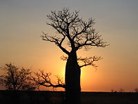 Boab tree sunset near Derby, WA