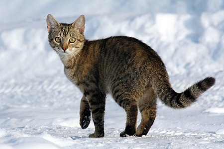 10 aylık dişi kedi (Felis catus). Evcil kedi veya ev kedisi olarak da bilinen kedi, evcilleştirilmiş yaban kedisi (Felis silvestris) olup taksonomiye göre yaban kedisinin alt türlerinden biridir. (Üreten: Von.grzanka)