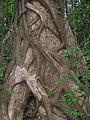 Early stages of a strangler fig on a host tree in the Western Ghats, India