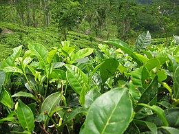 Kínai tea (Camellia sinensis var. sinensis) ültetvény