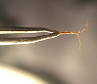 Stigmas and style of Cannabis sativa held in a pair of forceps