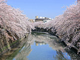 横浜、大岡川の桜