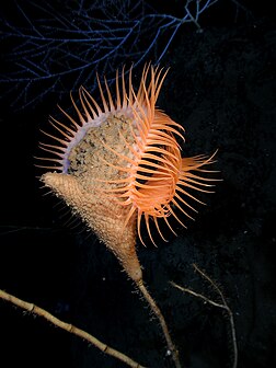 Actinoscyphia aurelia, uma espécie de anêmona-do-mar fotografada no golfo do México. (definição 1 500 × 2 000)
